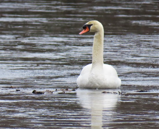 Mute Swan