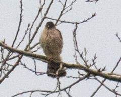 Sharp Shinned Hawk