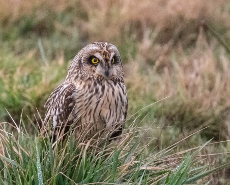 Short Eared Owl