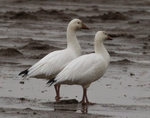 Snow Geese