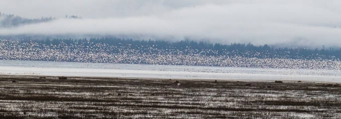 Snow Geese1