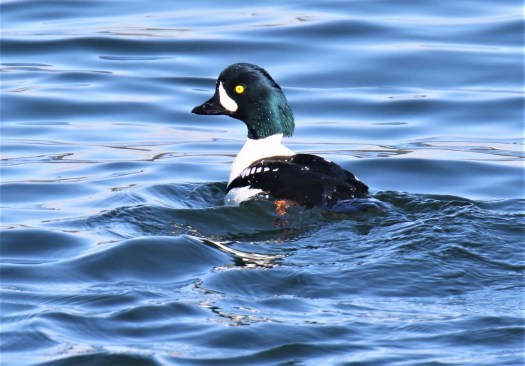 Barrow's Goldeneye