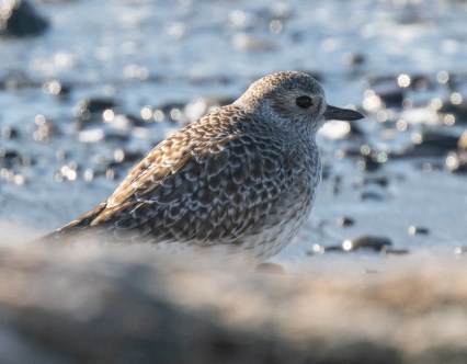 Black Bellied Plover