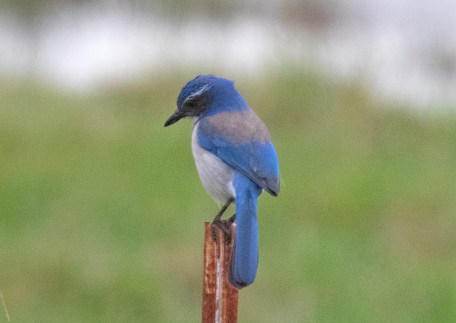 California Scrub Jay