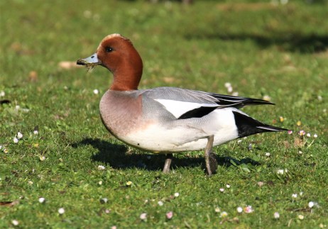 Eurasian Wigeon Male