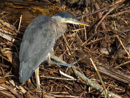 Great Blue Heron3