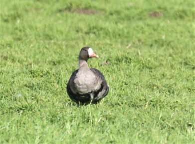 Greater White Fronted Goose