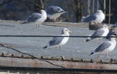Iceland Gull