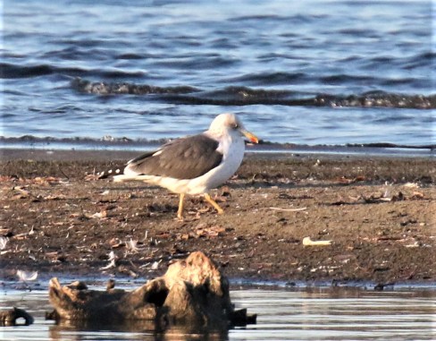 Lesser Black Backed Gull1