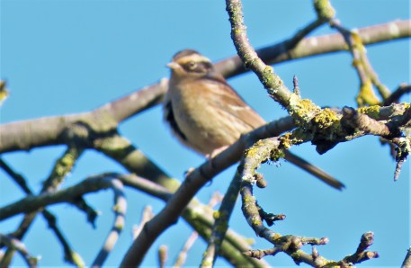 Siberian Accentor
