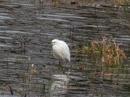 Snowy Egret