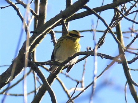 Townsend's Warbler