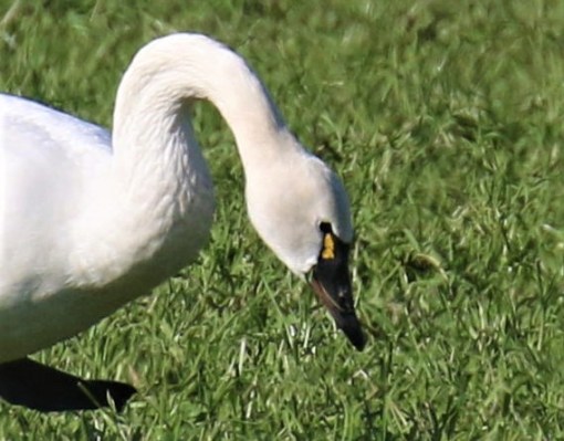 Tundra Swan Head