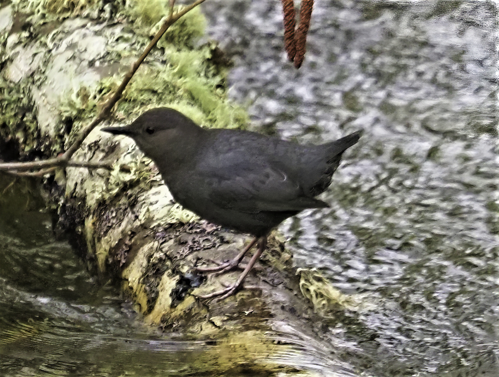 American Dipper 1A
