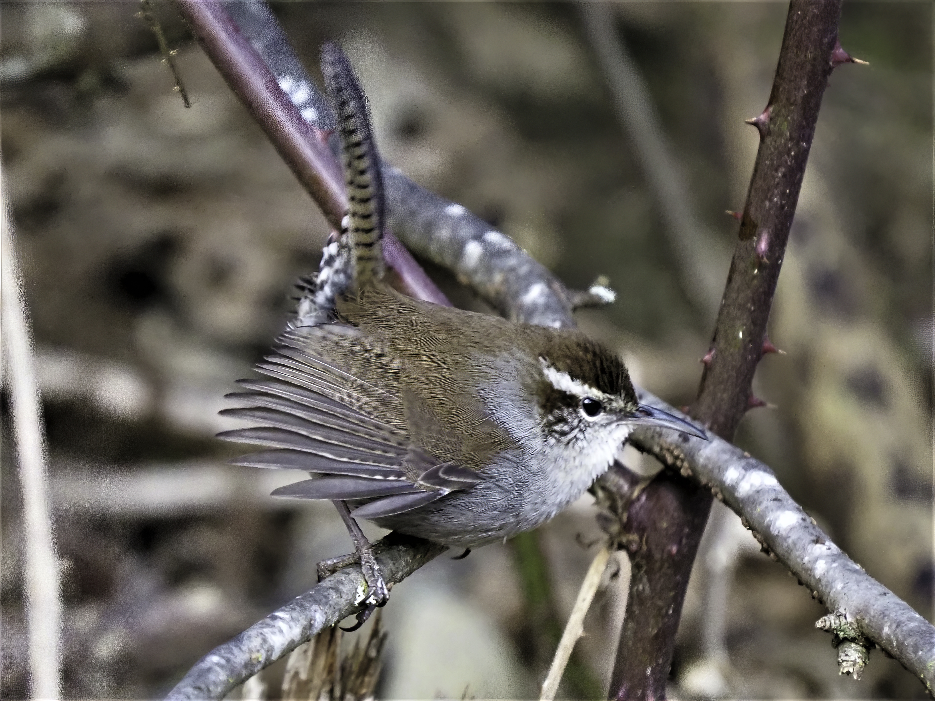 Bewicks Wren1-sharpen-focus