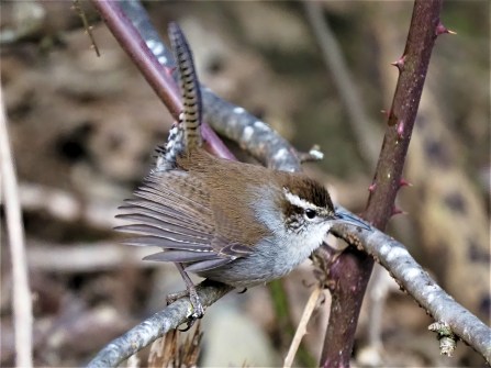 Bewicks Wren1-sharpen-focus