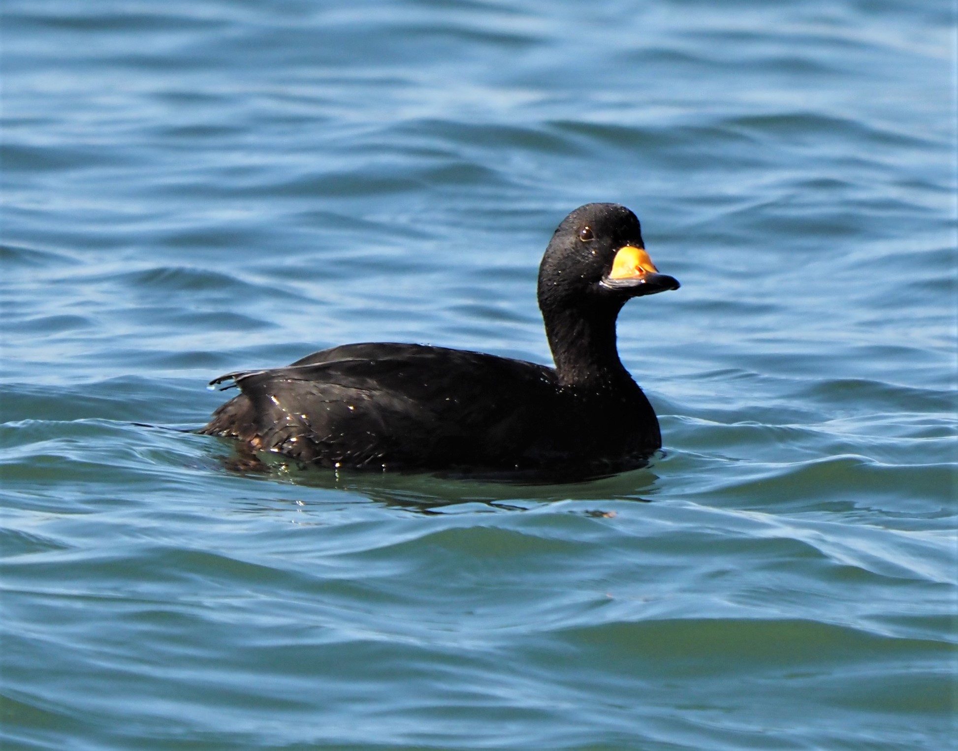 Black Scoter