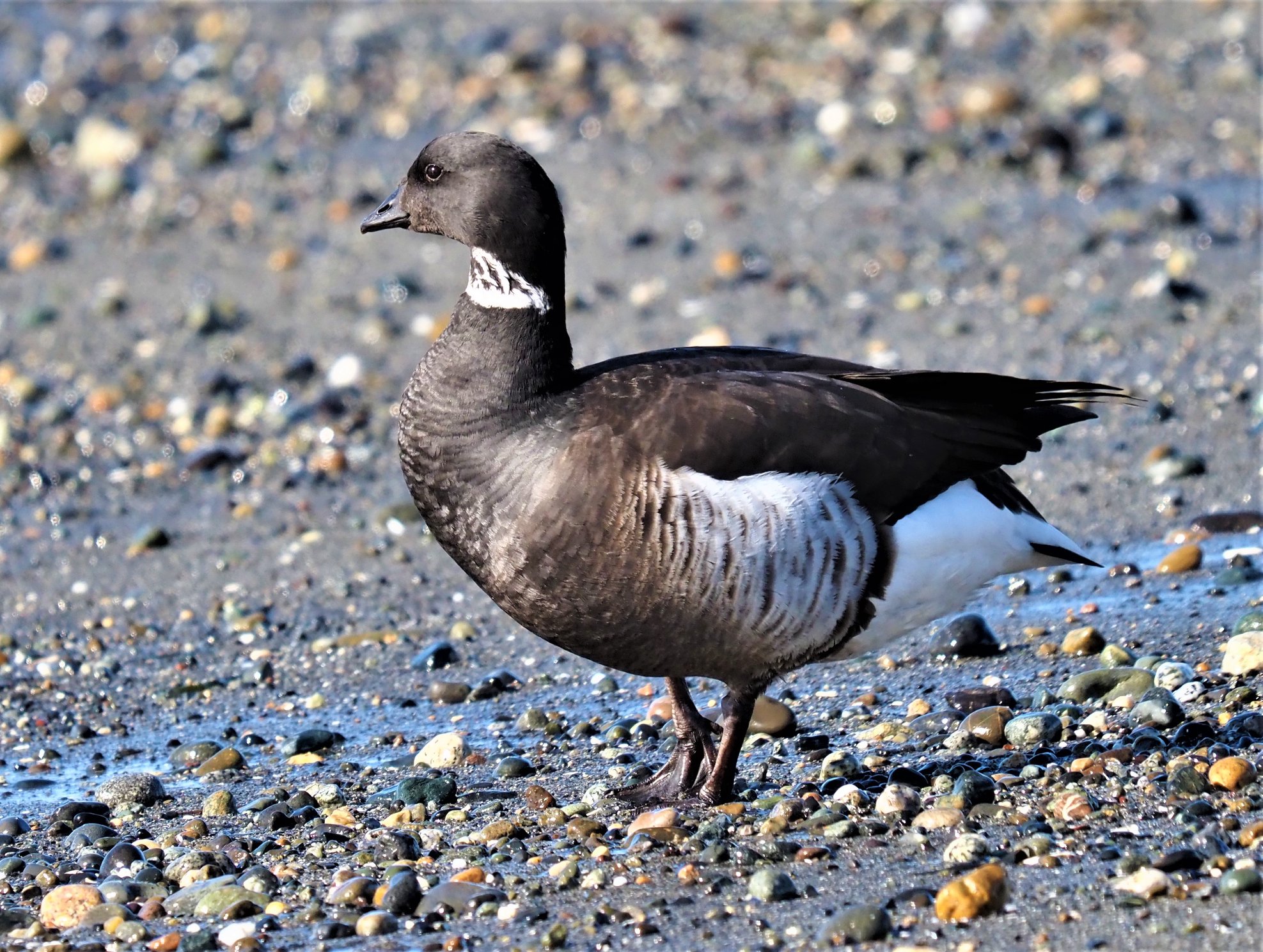 Brant
