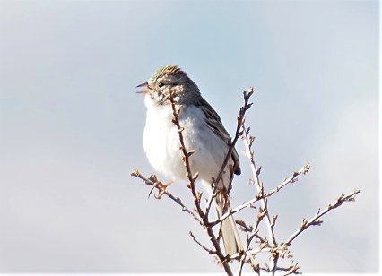 Brewer's Sparrow-sharpen-focus