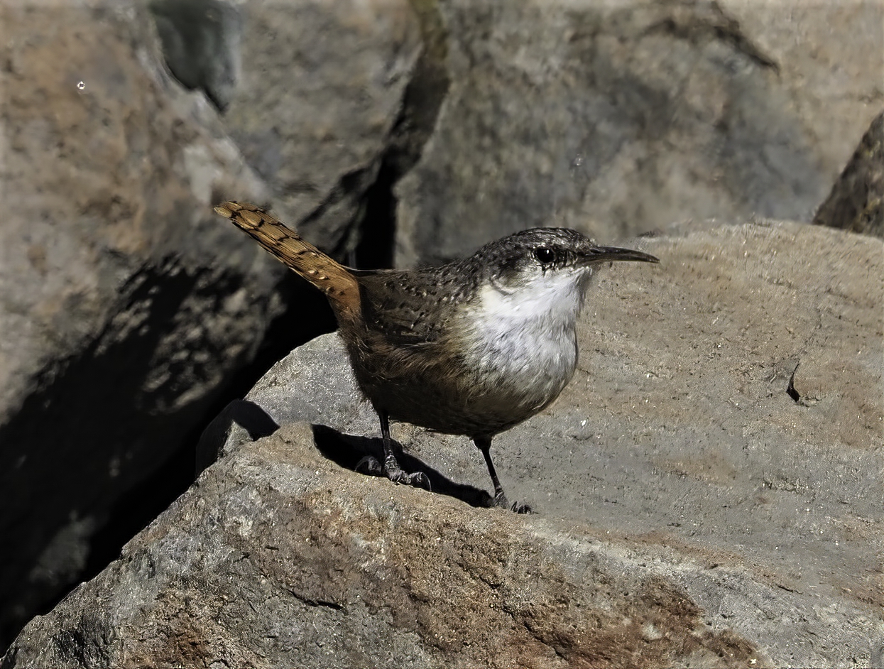 Canyon Wren Best-sharpen-focus