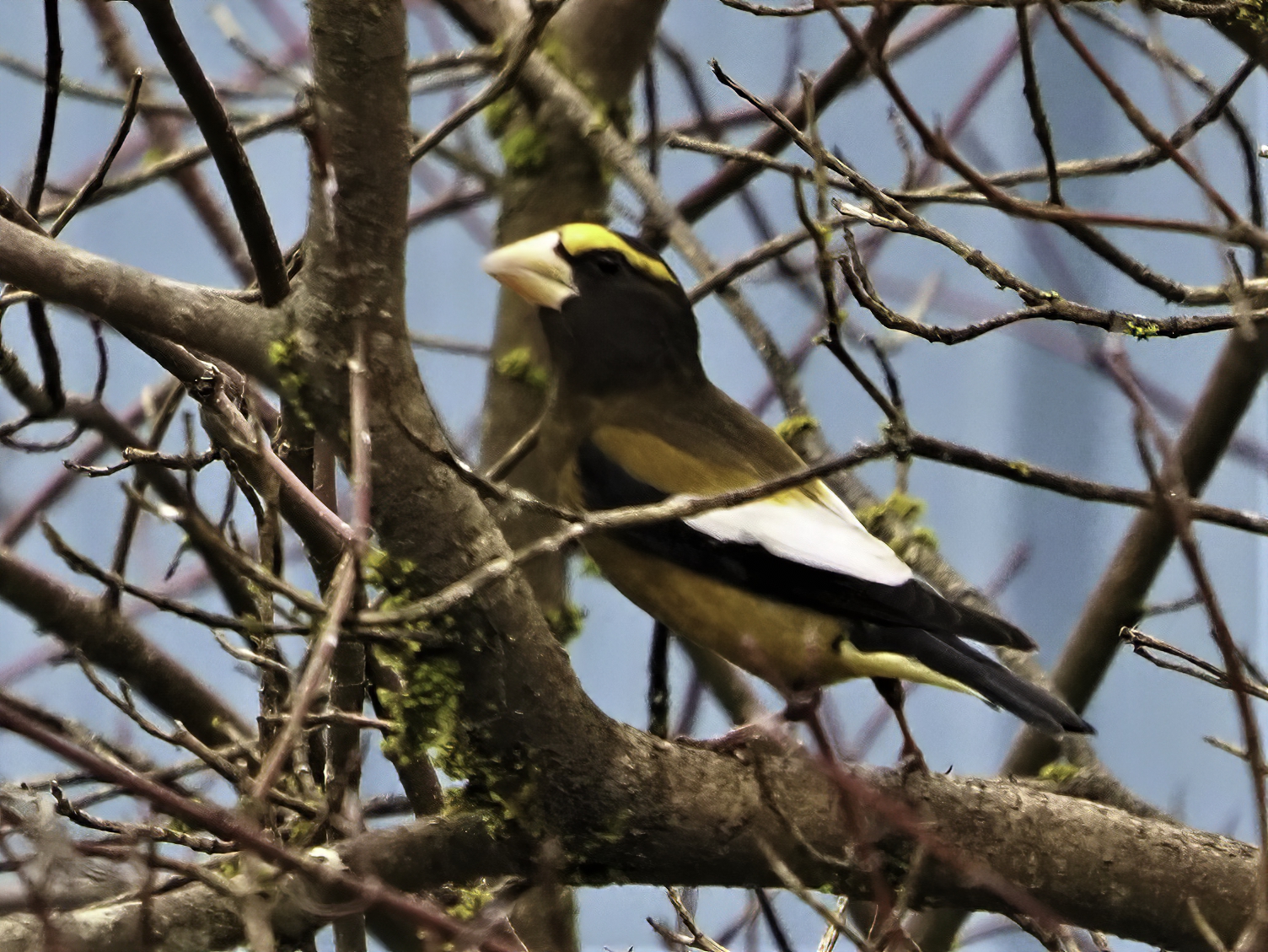 Evening Grosbeak1-sharpen-focus