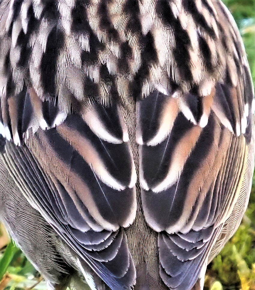feathers