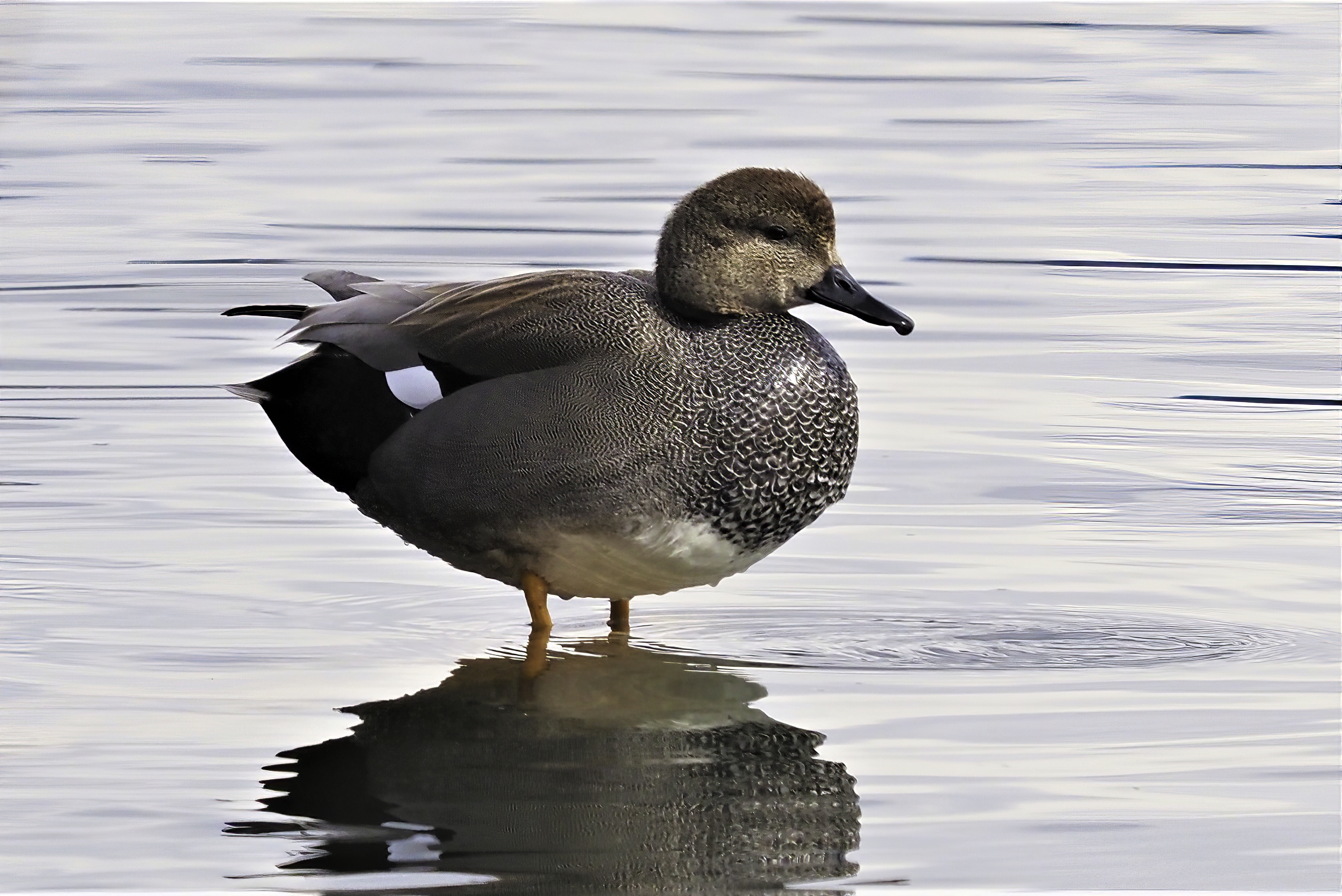 Gadwall-sharpen-focus-sharpen-focus