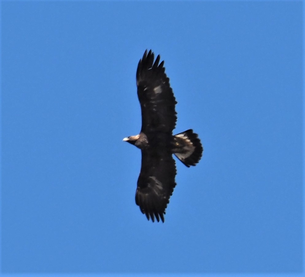 Golden Eagle Juvenile