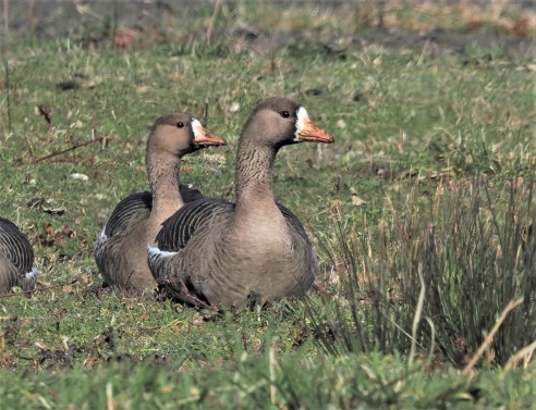 Greater White Fronted Geese Duo