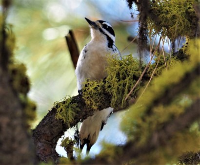 Hairy Woodpecker Wenas