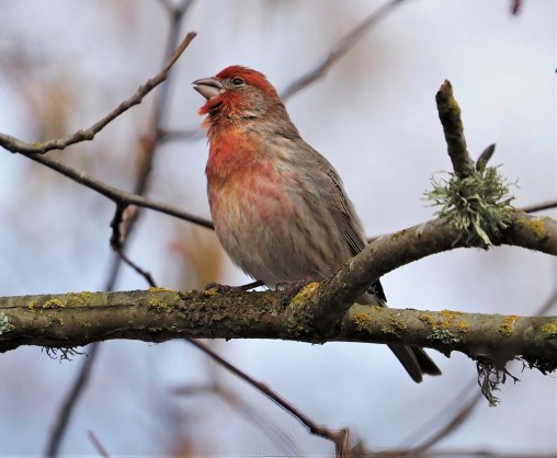 House Finch