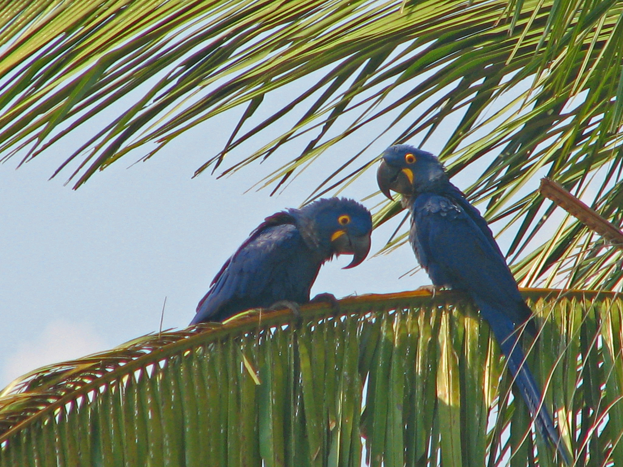 Hyacinth macaws 3r