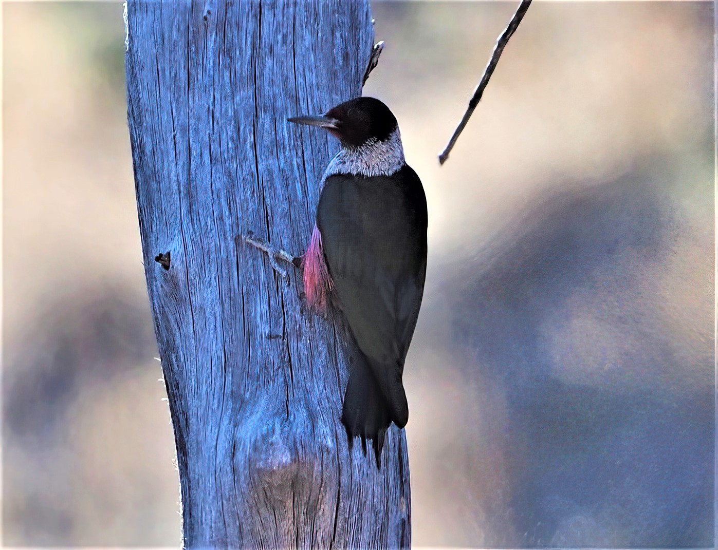 Lewis's Woodpecker-sharpen-focus (2)