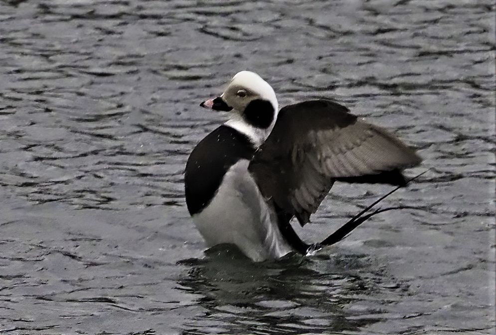 Long Tailed Duck2A