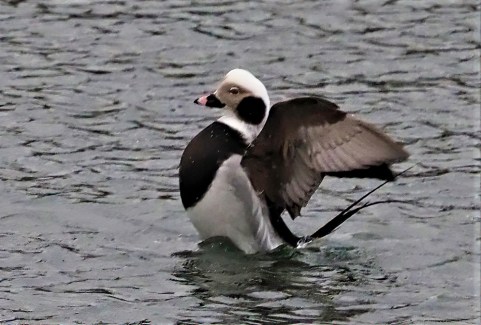Long Tailed Duck2A