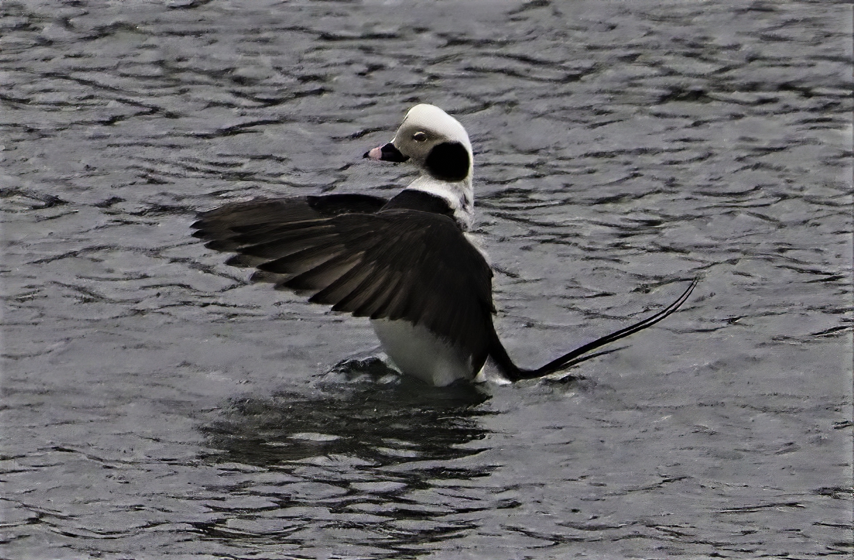 Long Tailed Duck4A