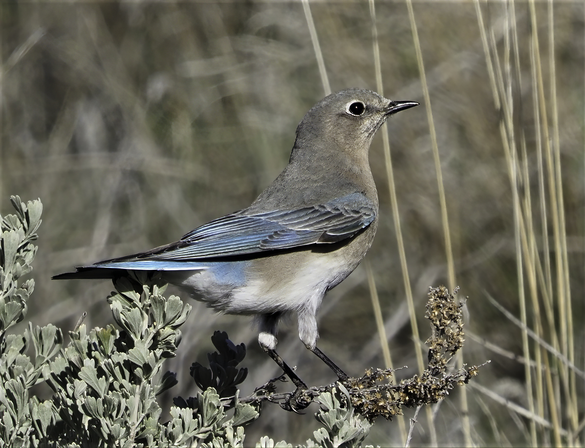 Mountain Bluebird Female-sharpen-sharpen