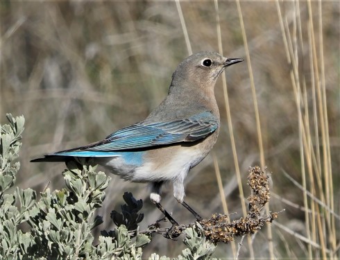 Mountain Bluebird Female-sharpen-sharpen
