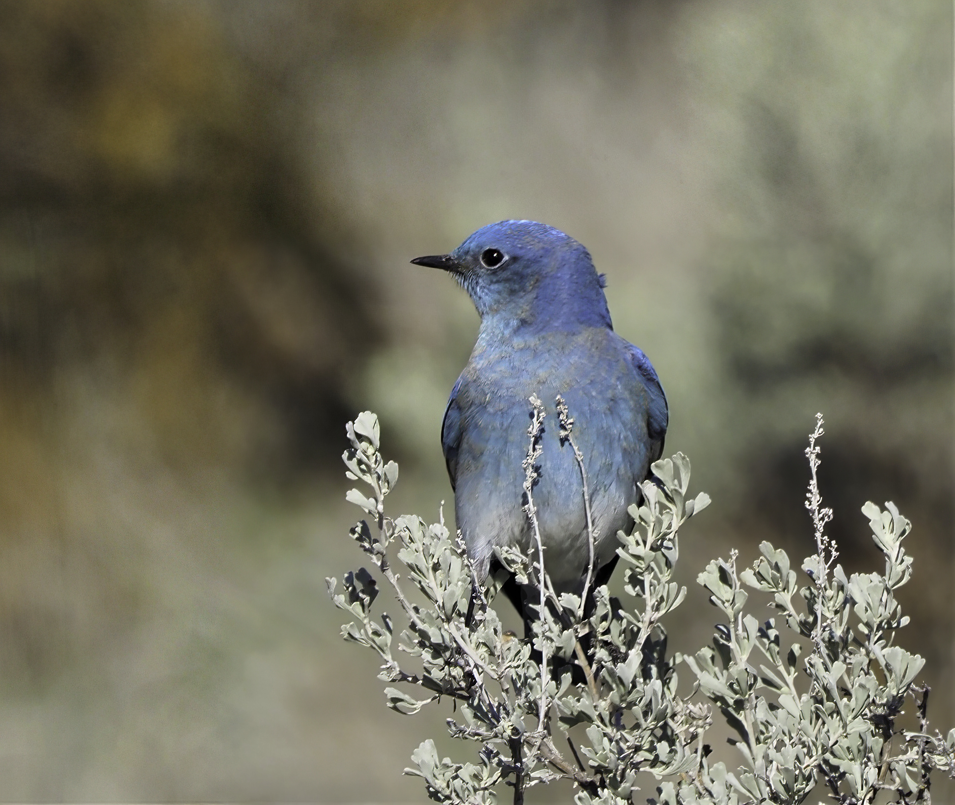 Mountain Bluebird on Sage-sharpen-focus-sharpen-focus