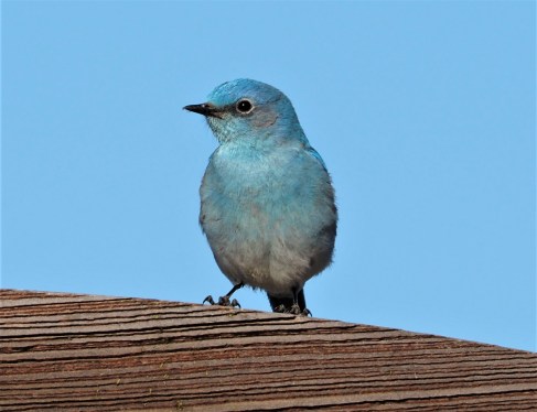 Mountain Bluebird