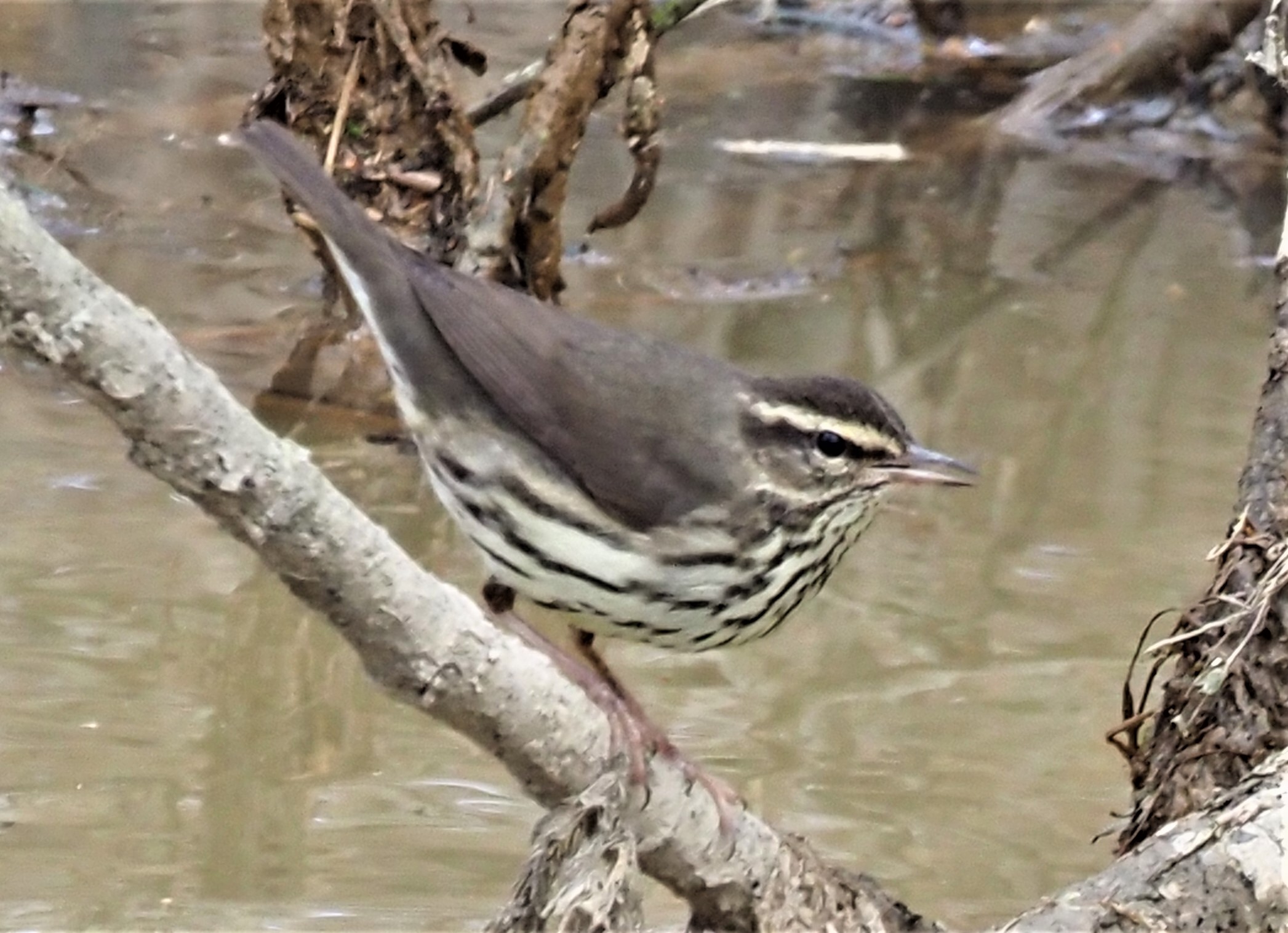 Northern Waterthrush4