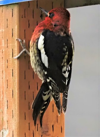 Red Breasted Sapsucker on Pole1A
