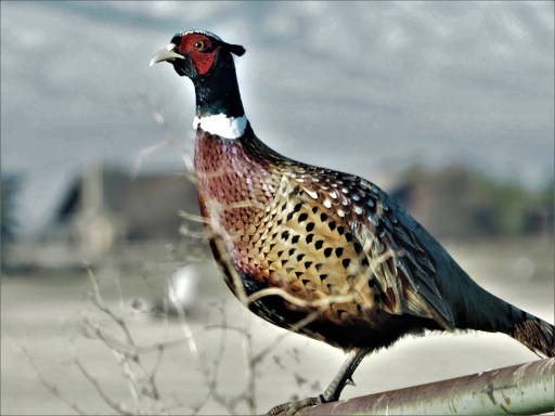 Ring Necked Pheasant1 (2)