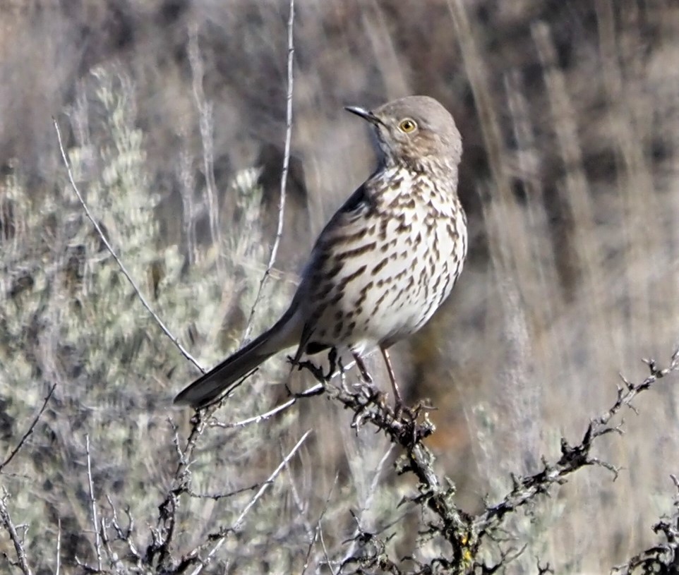 Sage Thrasher1