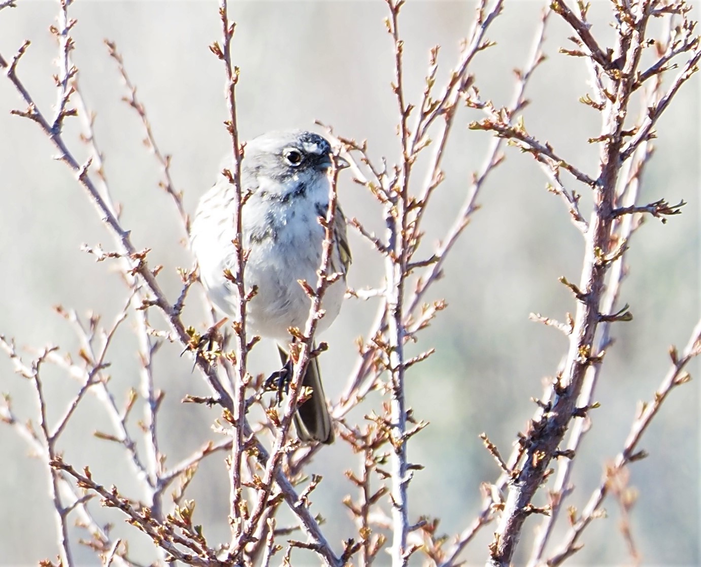 Sagebrush Sparrow