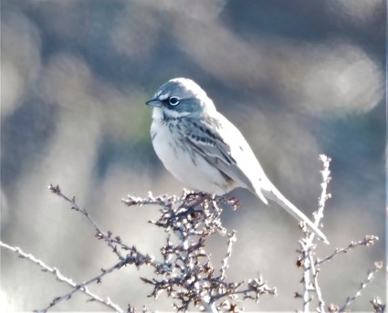 Sagebrush Sparrow2-sharpen-focus
