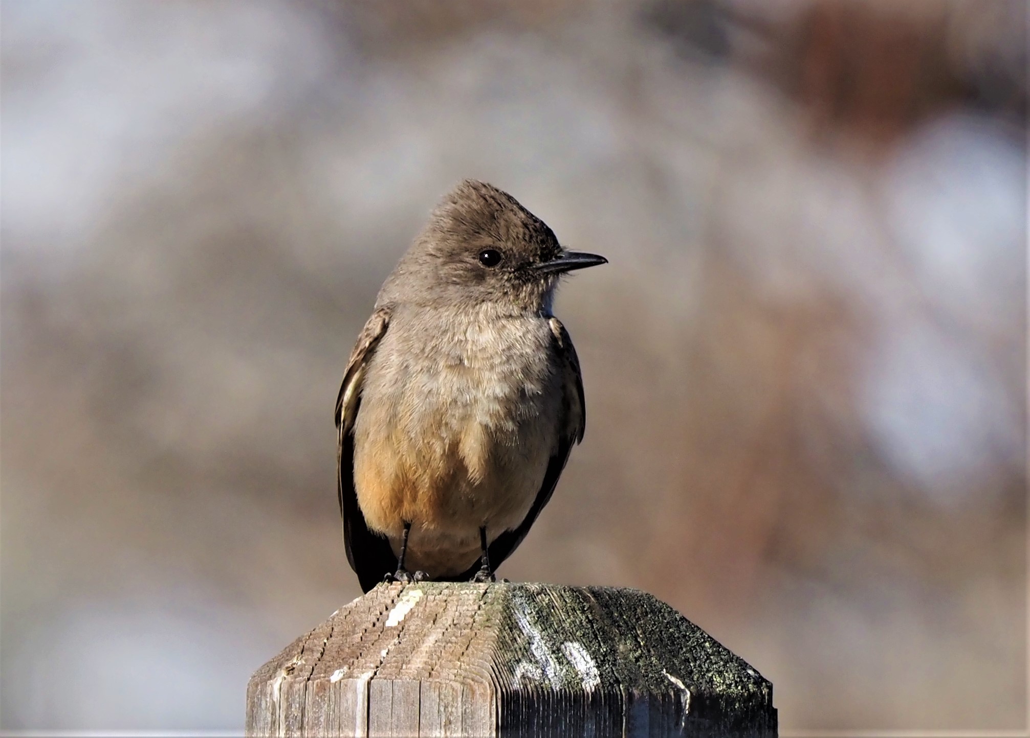 Say's Phoebe