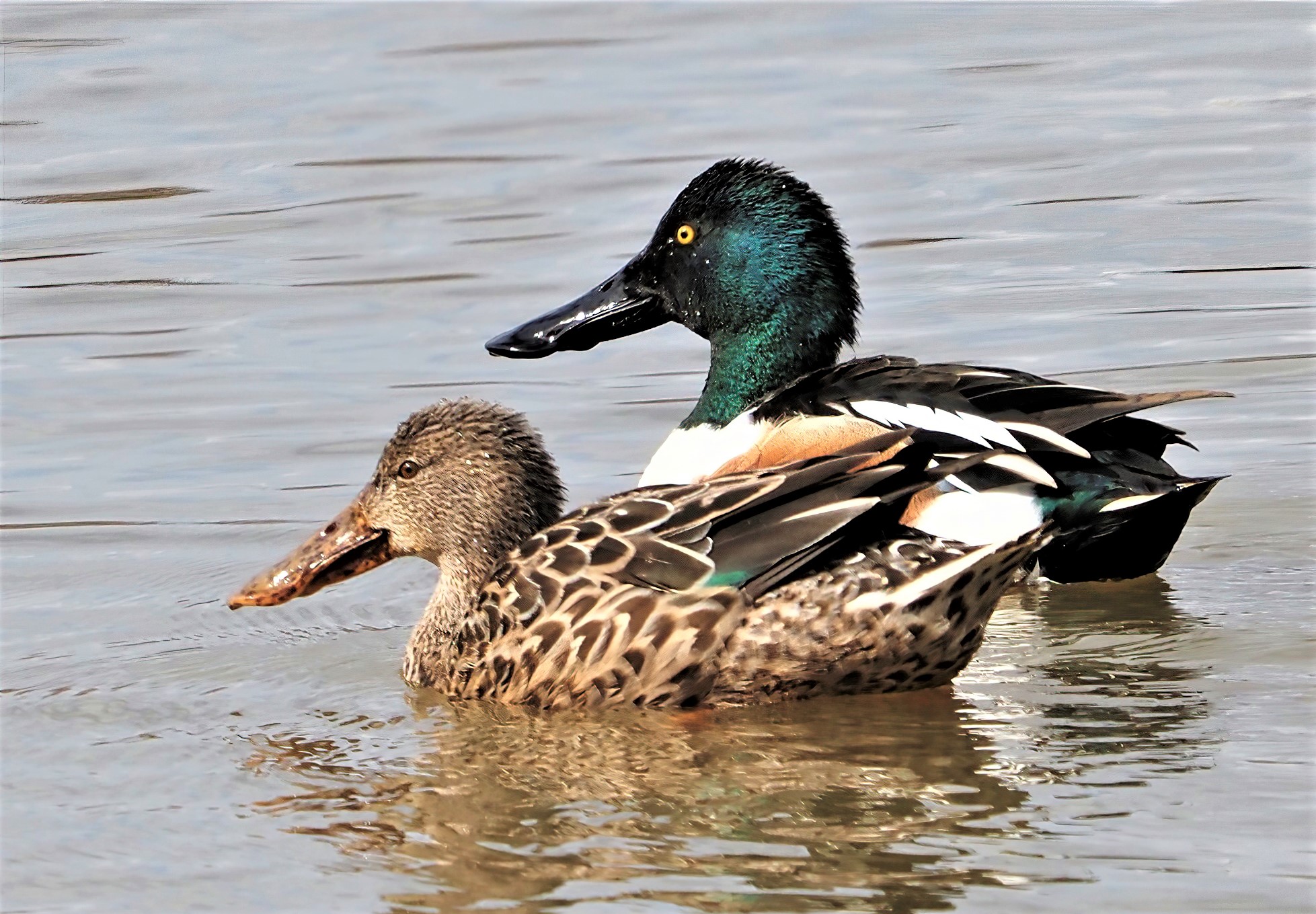 Shovelers