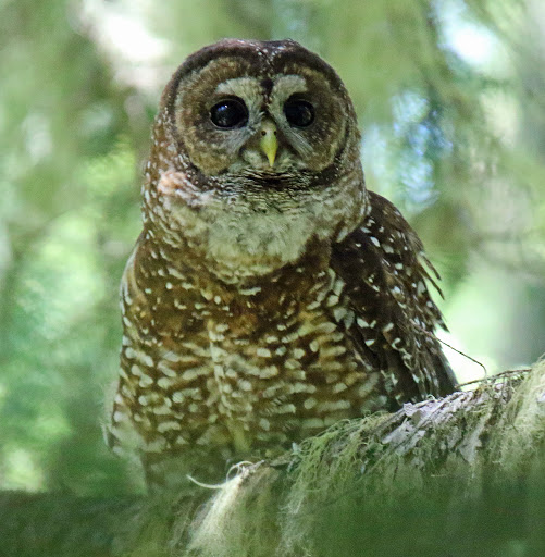 Spotted Owl 2