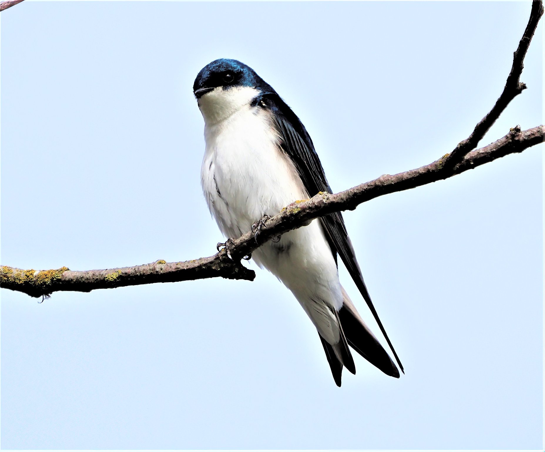 Tree Swallow